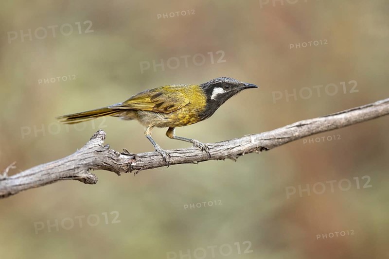 White-eared Honeyeater (Nesoptilotis leucotis) perched on a branch, Victoria, Australia