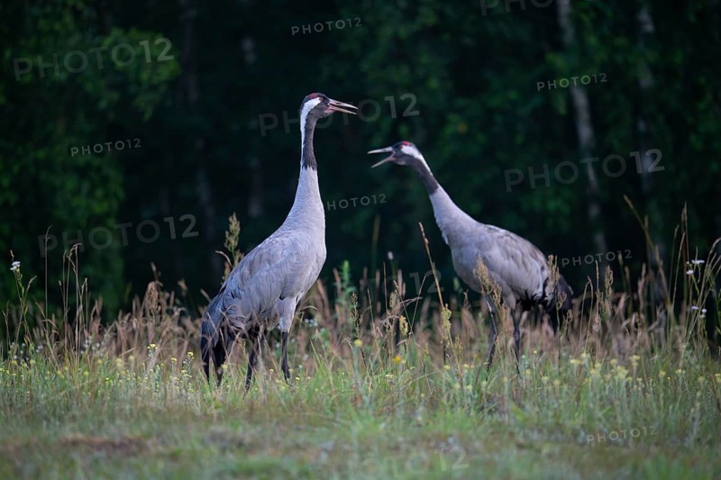 European crane (Grus grus), cranes, pair in forest clearing, Podlaskie Voivodeship, Poland