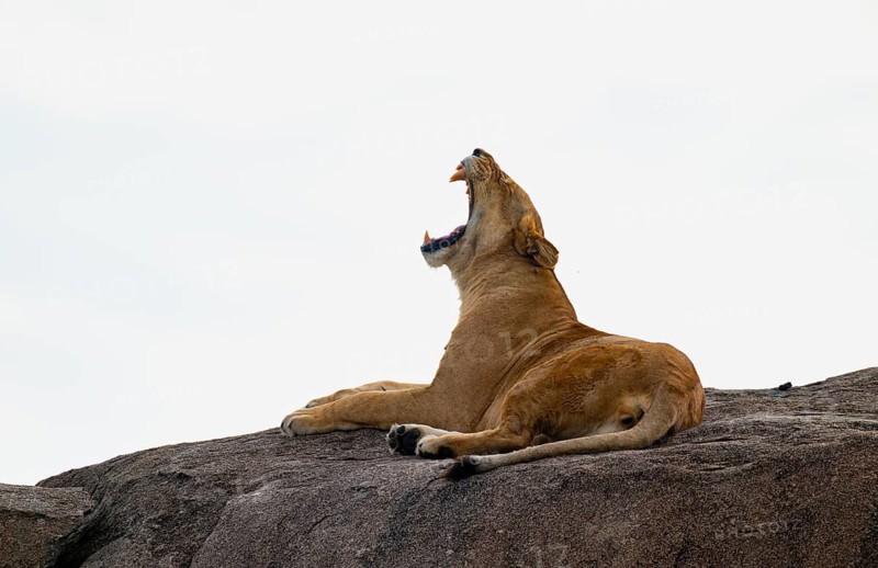 Lioness (Panthera leo) lying on a rock, yawning, on a kopje, Serengeti National Park, Tanzania