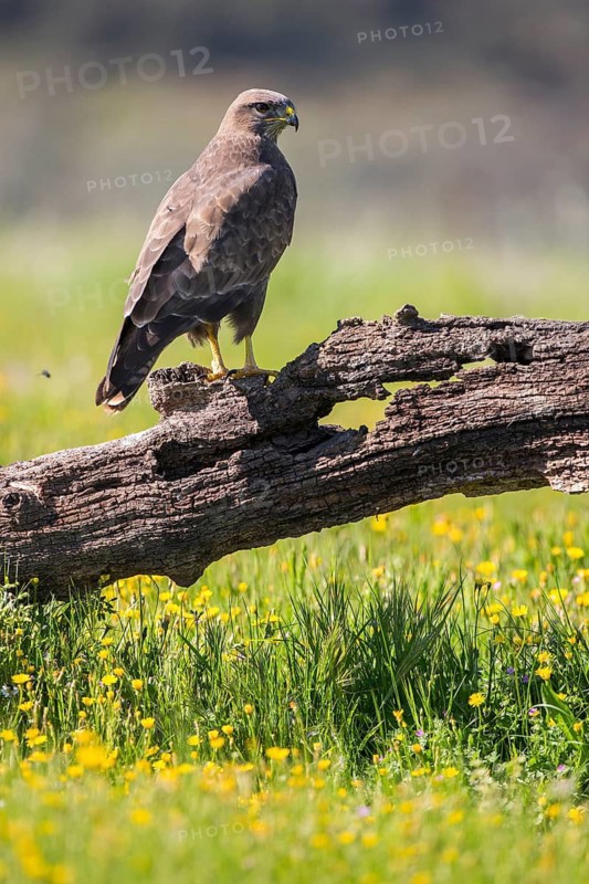 Common Buzzard (Buteo buteo) perched on an old tree trunk, Andalusia, Spain