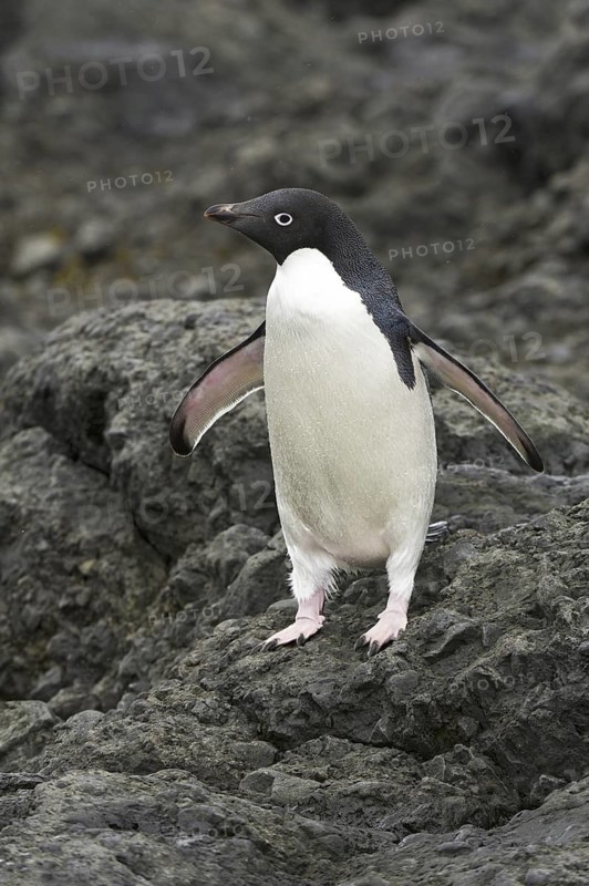 Adelie Penguin (Pygoscelis adeliae), Antarctica