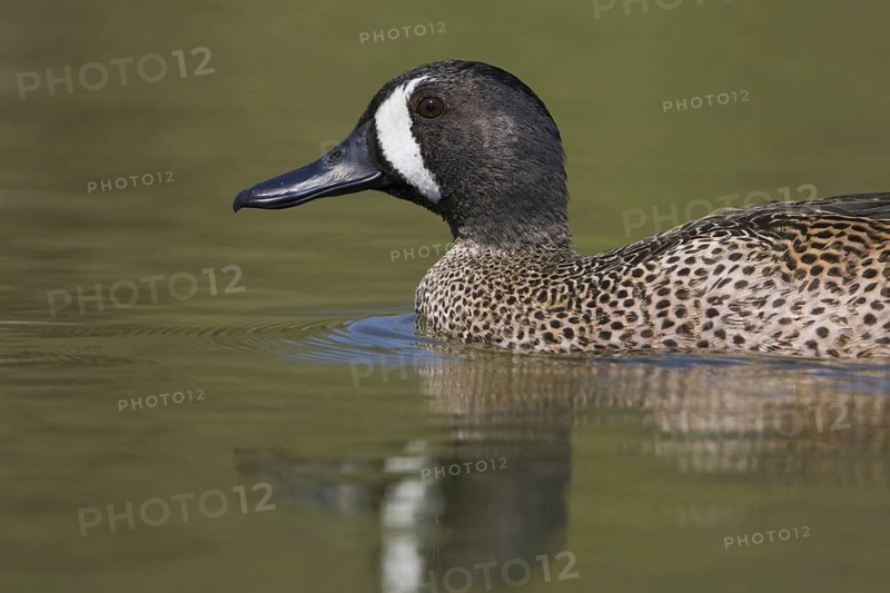 Blue-winged Teal (Spatula discors) male, Texas, USA