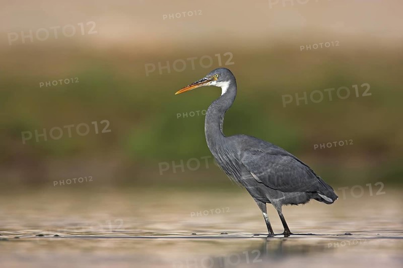 Western Reef Heron (Egretta gularis), Oman
