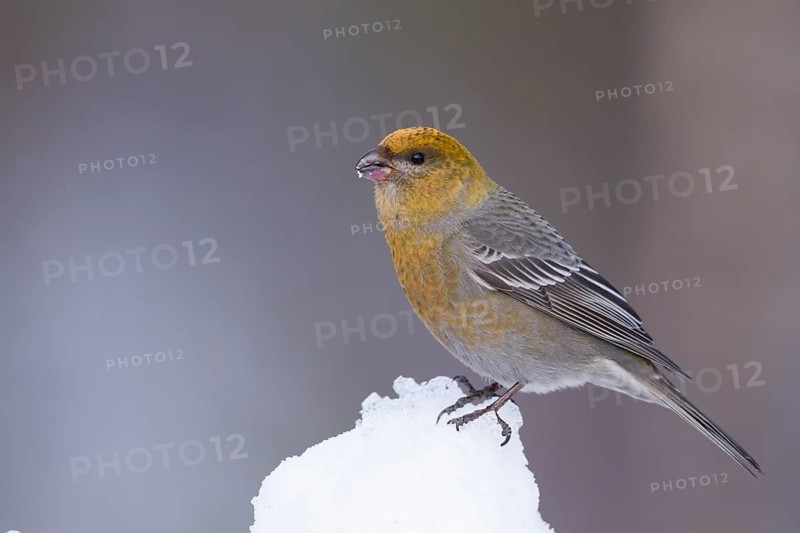 Pine Grosbeak - Hakengimpel - Pinicola enucleator, Finland