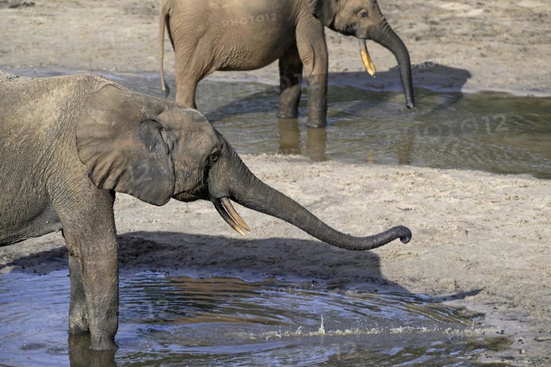 African forest elephant (Loxodonta cyclotis) in the Dzanga Bai forest clearing, Dzanga-Ndoki National Park, Unesco World Heritage Site, Dzanga-Sangha Complex of Protected Areas (DSPAC), Sangha-Mbaéré Prefecture, Central African Republic
