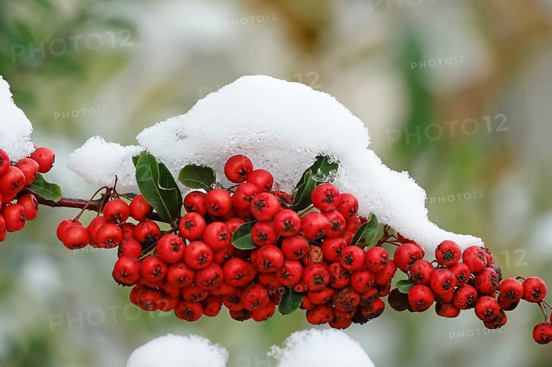 Winter, Firethorn, Dresden, Saxony, Germany