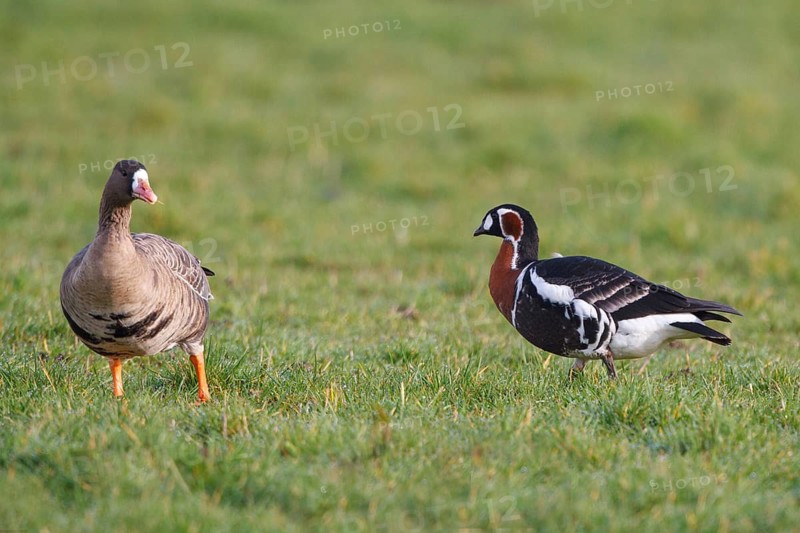 Red-breasted Goose & Greater White-fronted Goose (Branta ruficollis & Anser albifrons), North Rhine-Westphalia, Germany