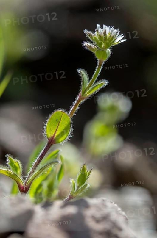 Caryophyllaceae, Cerastium glomeratum, Twisted Hornwort, Squirrel, Cloves, Clammy Chickweed, Flora, High Size, Portrait, Plants, Sticky Mouse-Ear Chickweed