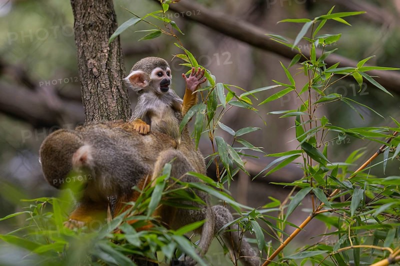 One female Central American squirrel monkey, Saimiri oerstedii, carrying her baby. Green vegetation around