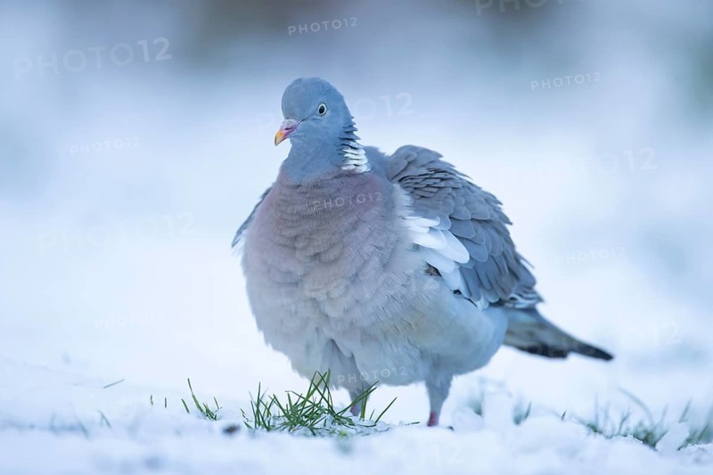 Wood pigeon (Columba palumbus) adult garden bird on snow in winter, England, United Kingdom
