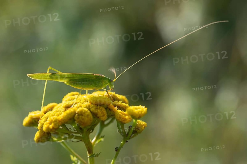 Common sickle scare, grasshoppers, Phaneroptera falcata, sickle scare, ensifera, grasshoppers, grasshoppers, insects, insects, long-feeler scare, sickle-bearing bush cricket