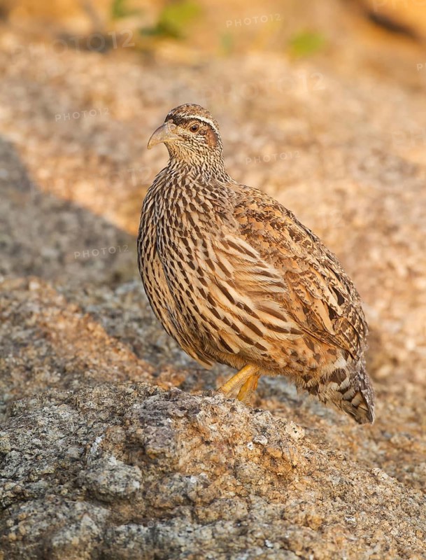 Hartlaub's Spurfowl (Pternistis hartlaubi), Erongo, Namibia