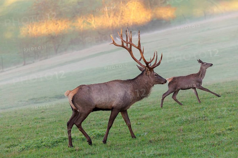An Altai maral stag, Altai wapiti or Altai elk (Cervus canadensis sibiricus) and a young hind cross a meadow in the first light of the day