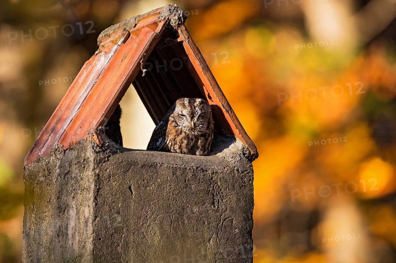 Tawny Owl (Strix aluco) resting in a chimney, Baden-Wuerttemberg, Germany