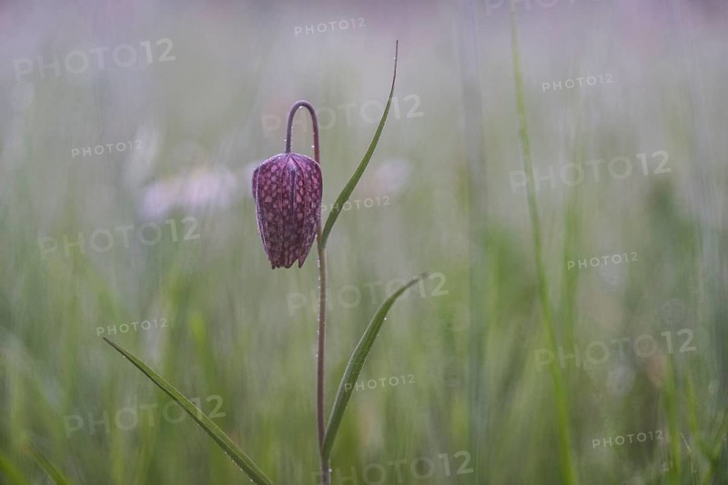 Snake's Head Fritillary (Fritillaria meleagris), Lower Saxony, Germany