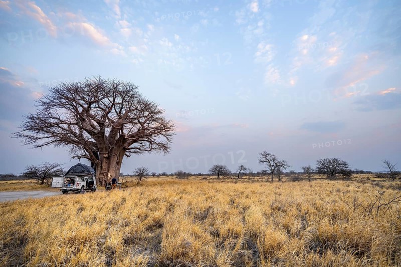 Off-road vehicle with roof tent on a campsite with baobab, Nxai Pan National Park, Botswana