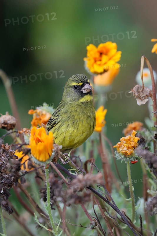 Black-chinned Seedeater (Crithagra scotops), Forest Seedeater, adult, male, foraging, on the lookout, flower, Kirstenbosch Botanical Gardens, Cape Town, South Africa