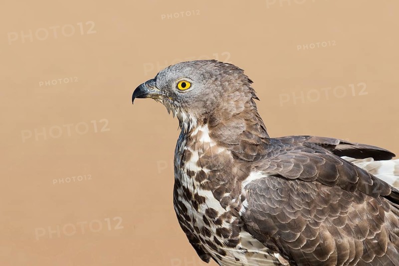 European Honey Buzzard (Pernis apivorus), Eilat, Israel