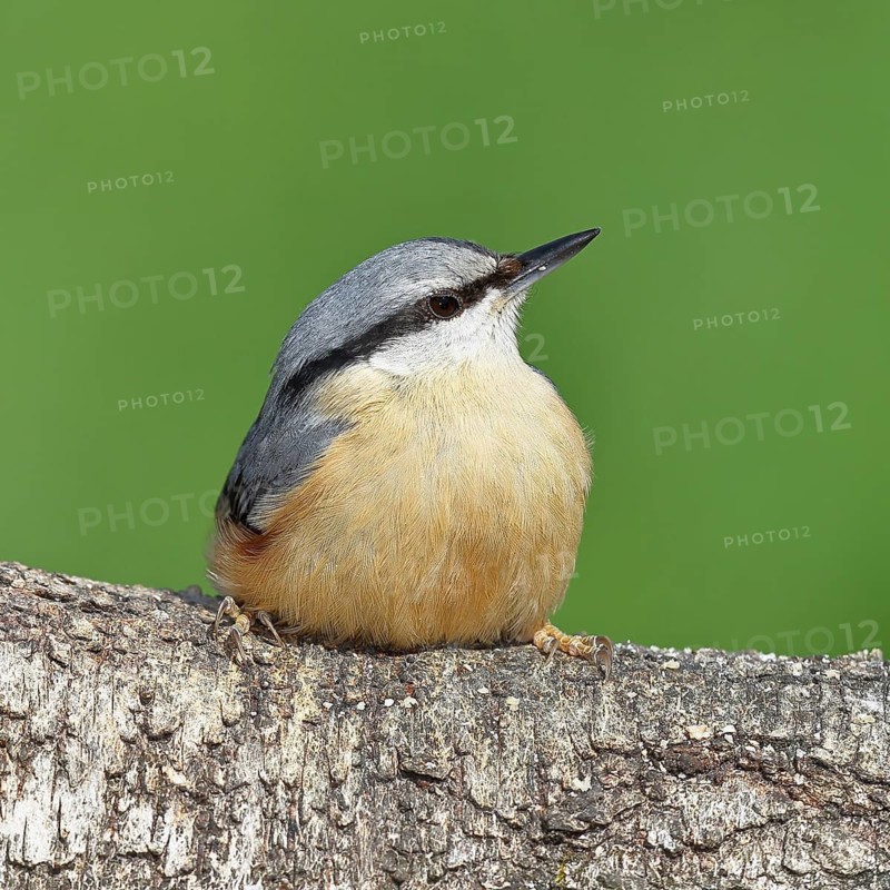 Nuthatch (Sitta europaea) sitting on a fallen birch trunk, Animals, Birds, Siegerland, North Rhine-Westphalia, Germany