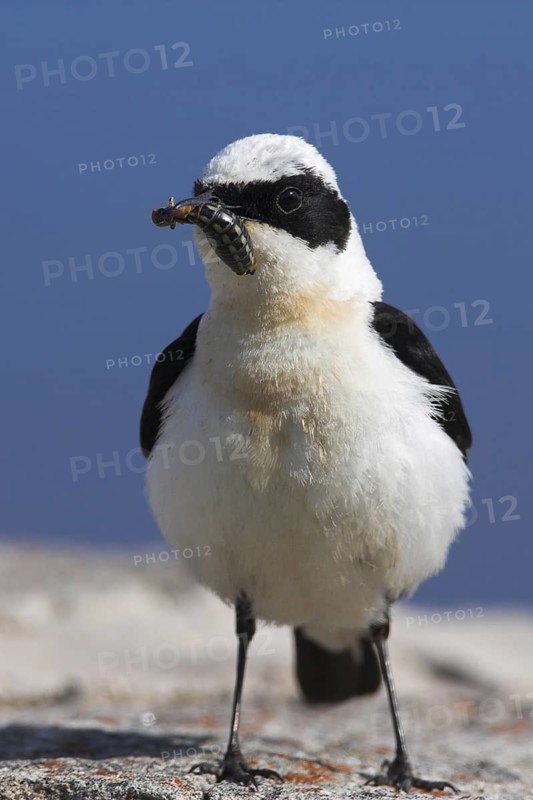 Black-eared Wheatear (Oenanthe hispanica) male, Lesvos, Greece