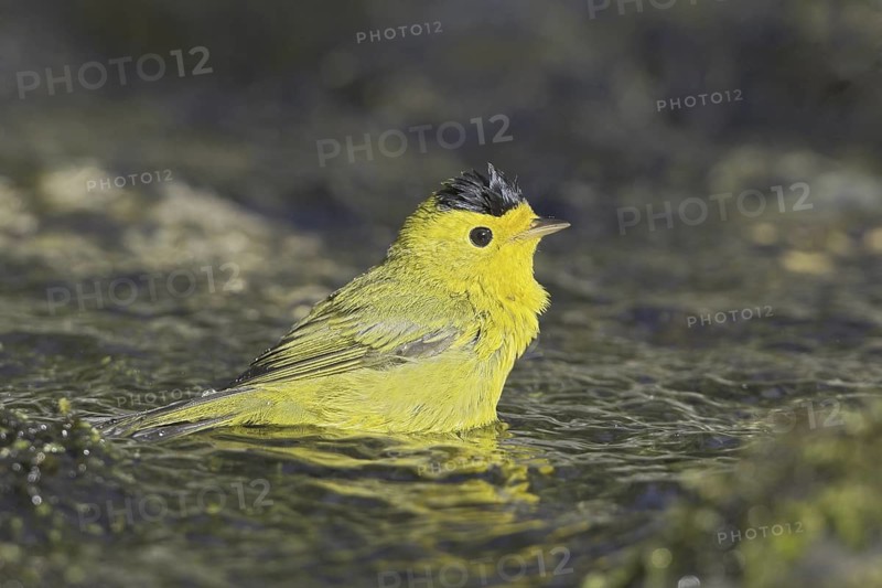 Wilson's Warbler (Cardellina pusilla) male bathing, British Columbia, Canada