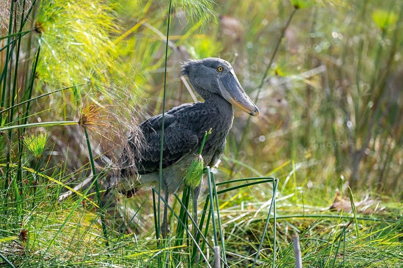 Shoebill (Balaeniceps rex), juvenile between papyrus in the swamps of Mabamba, Lake Victoria, Uganda