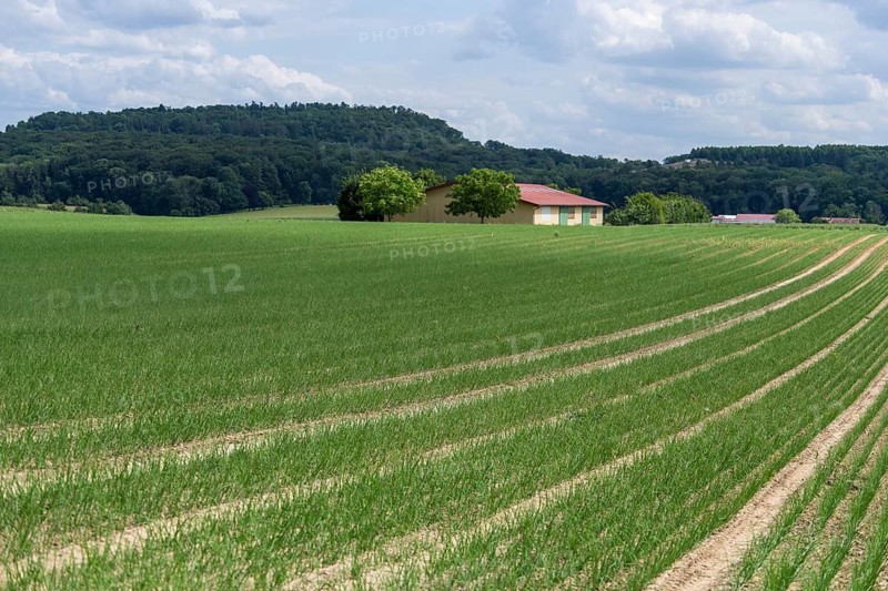 Young leek in field, (Allium porrum), Baden-Württemberg, Germany