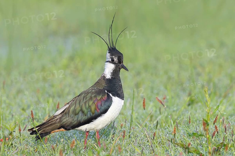 Northern Lapwing (Vanellus vanellus), breeding plumage, foraging in a meadow, morning dew, wildlife, Ochsenmoor, nature photography, Dümmer See nature park Park, Hüde, Lower Saxony, Germany