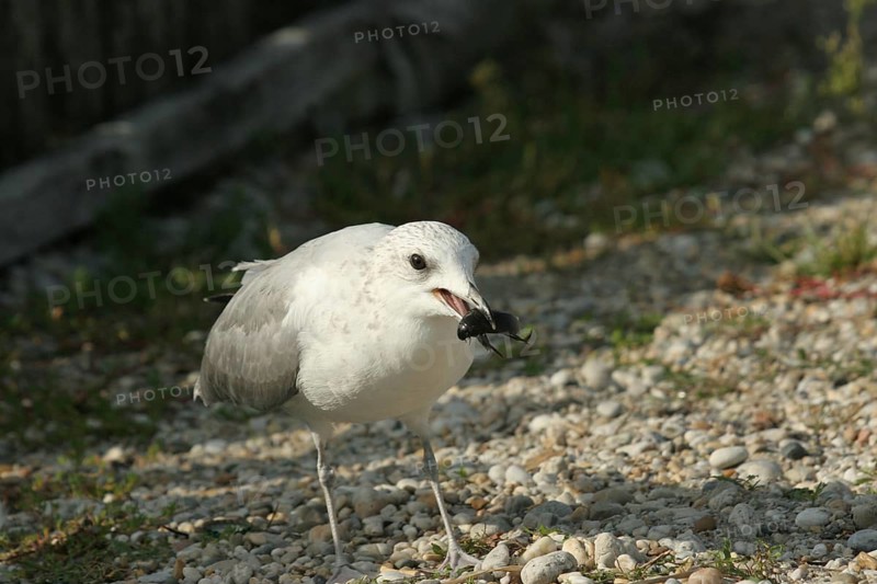 Seagull with captured water beetle (Hydrophilus piceus) Lake Neusiedl, Burgenland, Austria, Burgenland, Austria