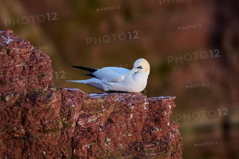 Northern gannet (Morus bassanus) sitting on the cliff with the sea in the background, wildlife, Helgoland, Germany