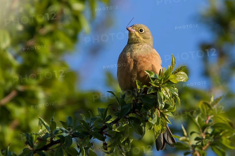 Ortolan Bunting (Emberiza hortulana) male feeding on an insect, Thuringia, Germany