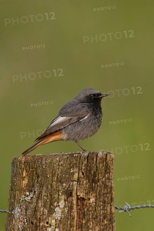 Black Redstart (Phoenicurus ochruros) male, Schleswig-Holstein, Germany