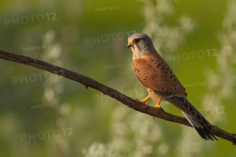 Common Kestrel (Falco tinnunculus) male perched on a branch, Subotica, Serbia