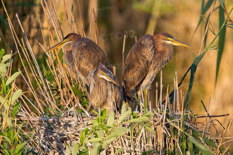 Purpurreiher, Purple Heron, Ardea purpurea, Héron pourpré, Garza Imperial