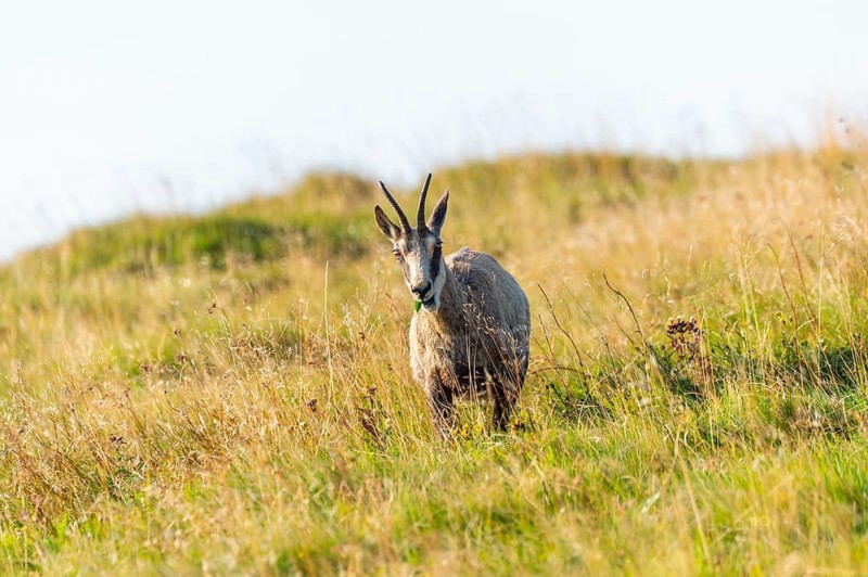 Chamois (Rupicapra rupicapra) on a meadow in the Vosges Mountains, wildlife, France