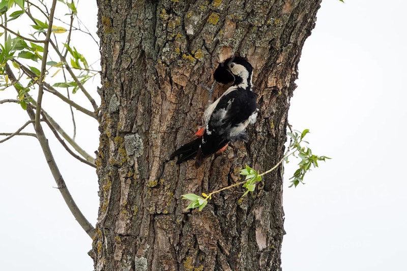 Syrian Woodpecker (Dendrocopos syriacus), peering into a hollow, Burgenland, Austria