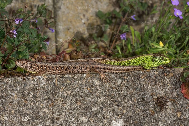 A pair of sand lizards (Lacerta agilis) left female, right male lying on a wall, surrounded by small flowers, Baden-Württemberg, Germany