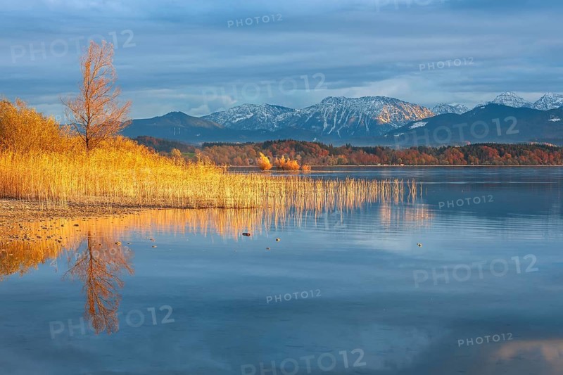 Untouched shore of Lake Chiemsee in autumn, reeds in the evening light, the Chiemgau Alps in the background, Chiemgau, Bavaria, Germany