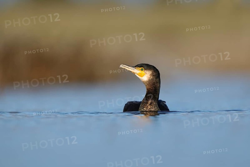 A large cormorant gracefully swims in the calm waters of Puebla de BeleÃ±a, Spain. The serene scene captures the bird immersed against a blurred natural backdrop