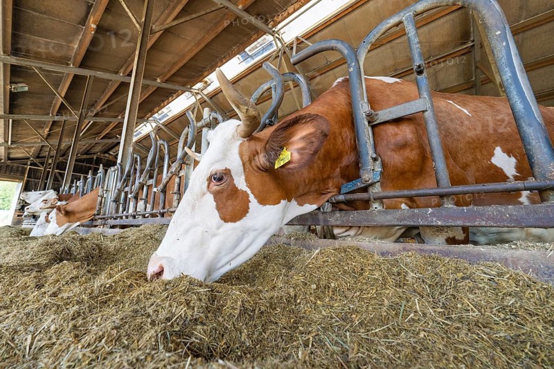 A cow eats hay from a metal trough in the barn. Other cows in the background also eating, Haselstaller Hof, Gechingen, Black Forest, Germany