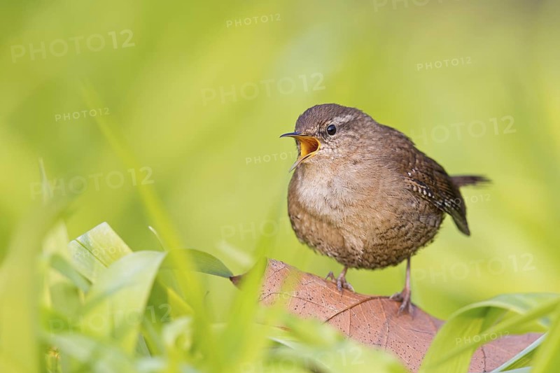Eurasian Wren (Troglodytes troglodytes) singing, Baden-Wuerttemberg, Germany