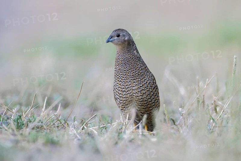 Brown Quail (Coturnix ypsilophora), Victoria, Australia