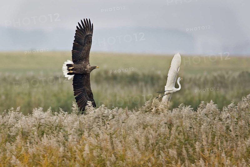 White-tailed Eagle (Haliaeetus albicilla) flying, Mecklenburg-Western Pomerania, Germany