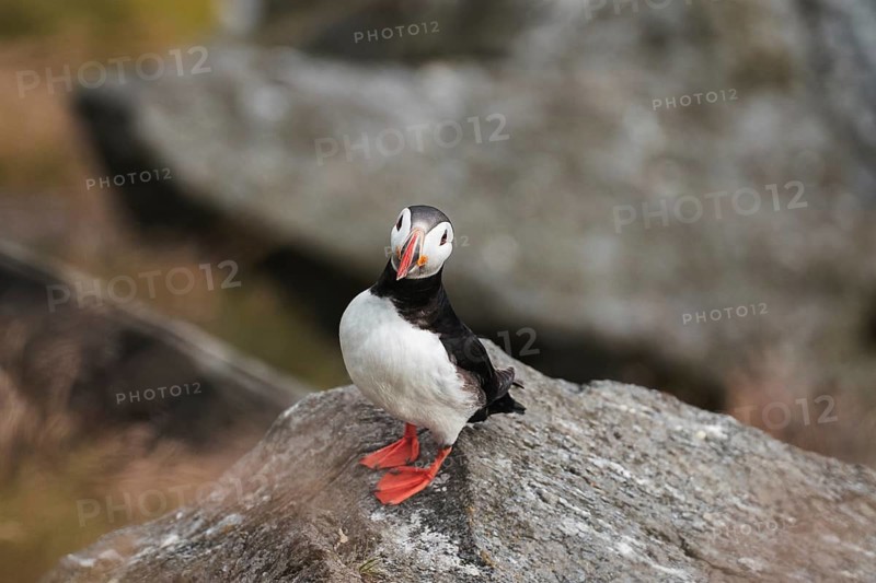A charming puffin, Fratercula arctica, perched on a rocky Norwegian coastline, symbolizing the beauty and wildlife of Norway Ideal for nature enthusiasts and those planning outdoor adventures