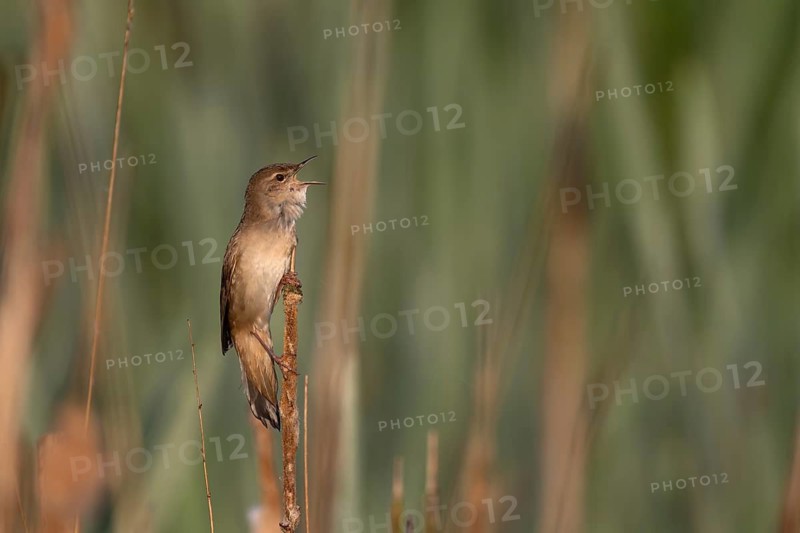 Reed warbler (Locustella luscinioides), Wittlich, RLP, Germany