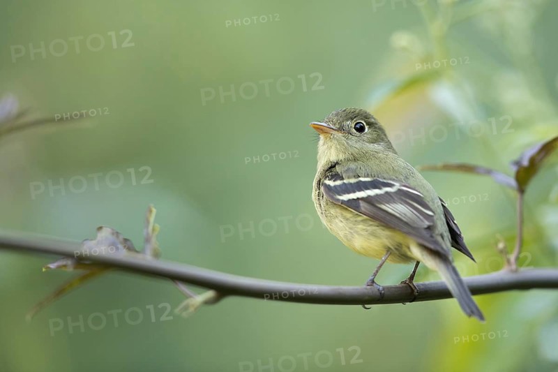 Yellow-bellied Flycatcher (Empidonax flaviventris) perched on a branch, Solola, Guatemala
