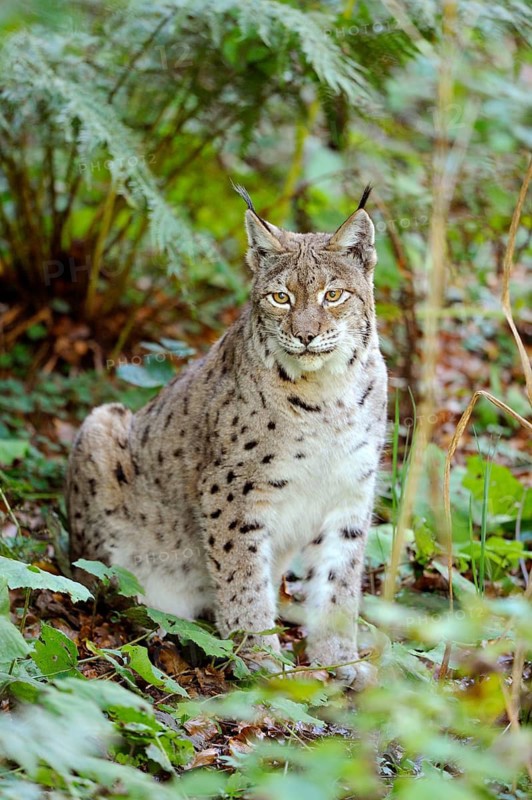 A lynx sits elegantly in the forest, surrounded by green plants and foliage, Eurasian lynx (Lynx lynx), Bavarian Forest National Park