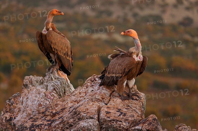 Griffon Vulture, Eurasian Griffon Vulture, Griffon Vulture, Eurasian Griffon, (Gyps fulvu), Vautour fauve, Buitre Leonado, two griffon vultures standing on rocks, Hides De Calera / Valley Hide, Calera Y Chozas, Castilla La Mancha / Toledo, Spain