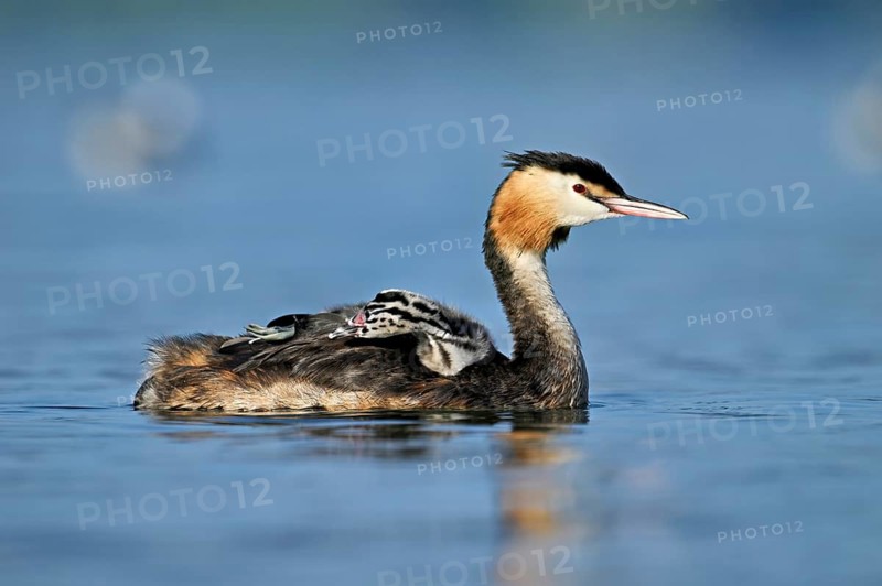 Great Crested Grebe (Podiceps Scalloped ribbonfish), with chicks in plumage swimming in the water, Lake Zug, Canton Zug, Switzerland