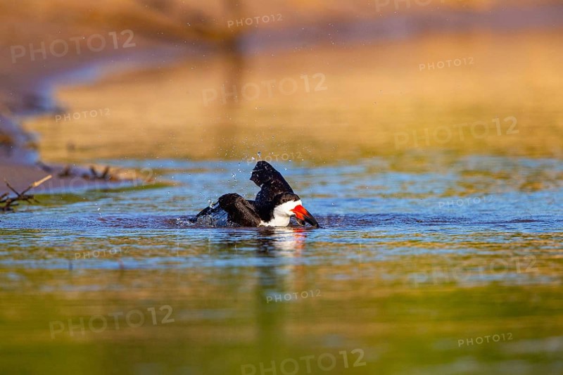 Black-mantled cranesbill (Rynchops nigra) Pantanal Brazil